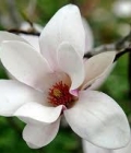 magnolia_bellezza superba