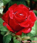 rosa rossa_passione