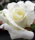 rosa_bianca_amore puro