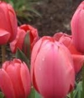 tulipano_onestà