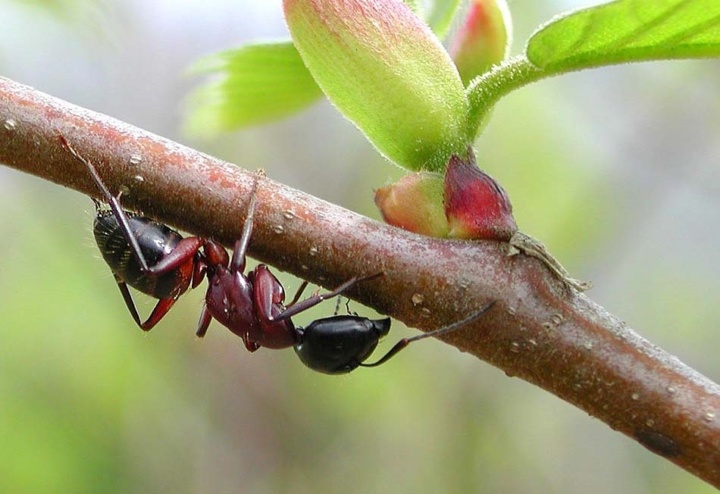 il mondo delle formiche