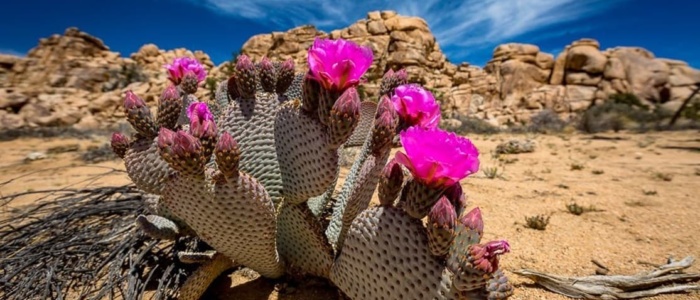 Un fiore nel deserto